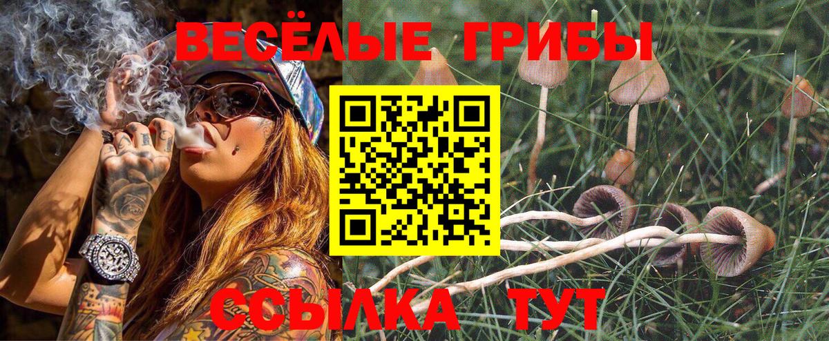 Галлюциногенные грибы ЛСД  как найти   Вход с VPN  Карасук  Псилоцибиновые грибы Psilocybine cubensis 